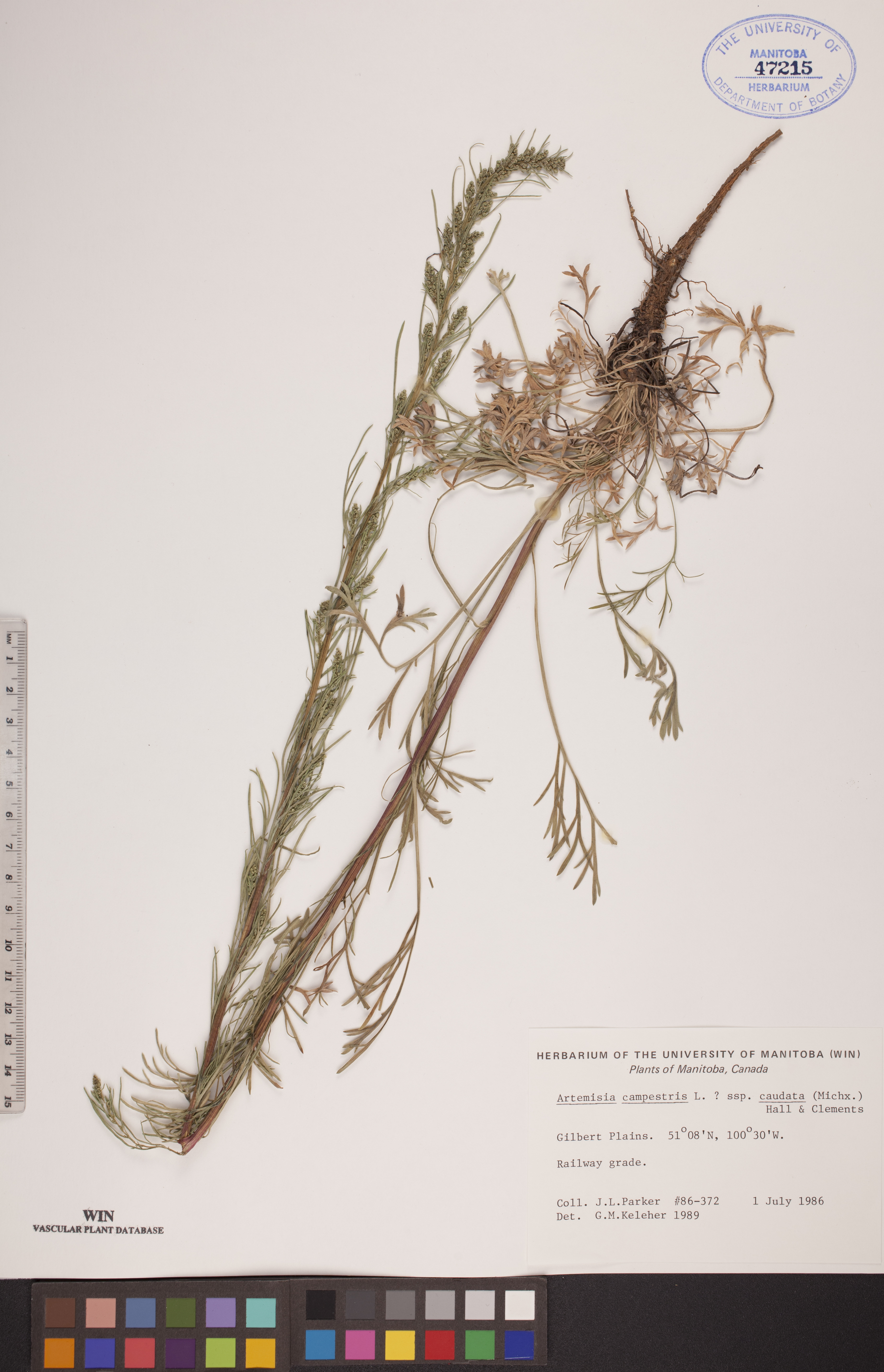 Artemisia campestris subsp. caudata image
